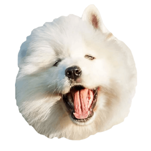 Samoyed PNG