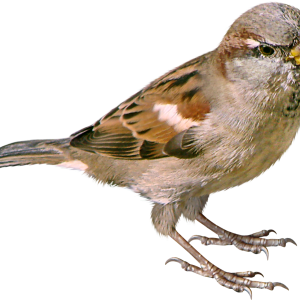 Sparrow PNG