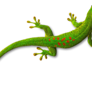 Gecko PNG