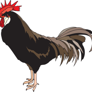 Cock PNG