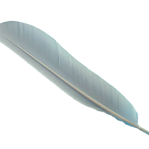 Feather PNG