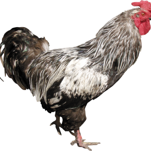 Cock PNG