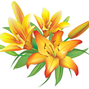 Lilium PNG