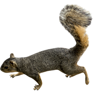 Squirrel PNG