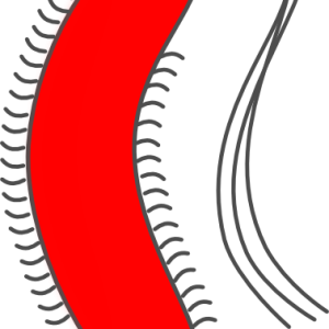 Bacteria PNG