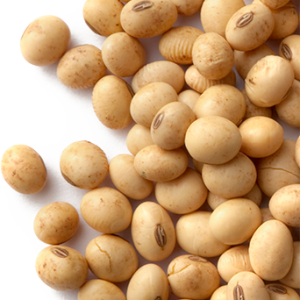 Soybean PNG
