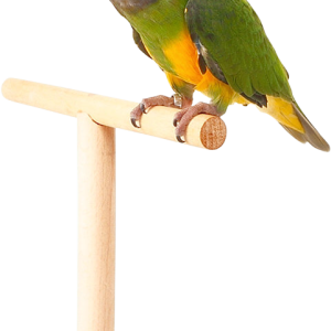 Parrot PNG image