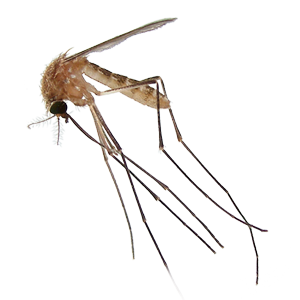 Mosquito PNG