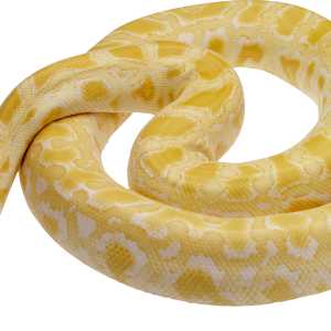 Snake PNG image picture download free