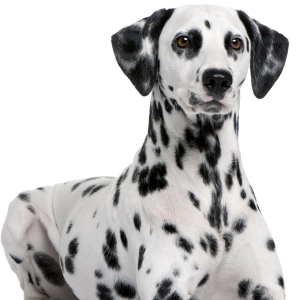 Dalmatian PNG