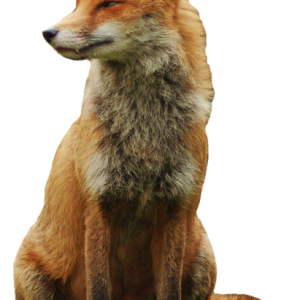 Fox PNG