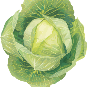 Cabbage PNG image