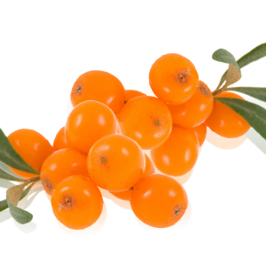 Sea buckthorn PNG