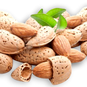 Almond PNG
