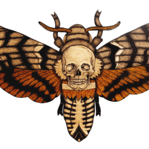 Moth PNG