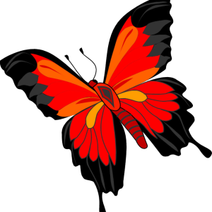 Butterfly PNG image