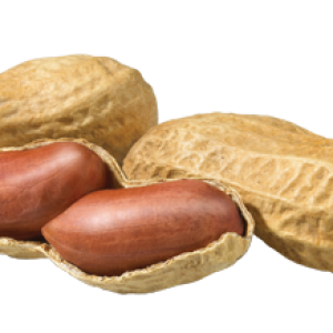 Peanut PNG