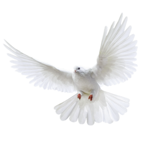 Pigeon PNG