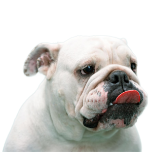 white bulldog PNG
