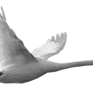 Goose PNG