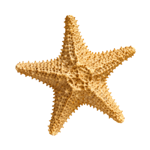 Starfish PNG