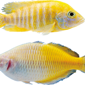 Fish PNG