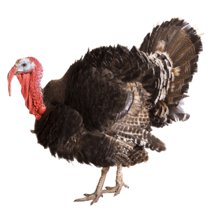 Turkey bird PNG