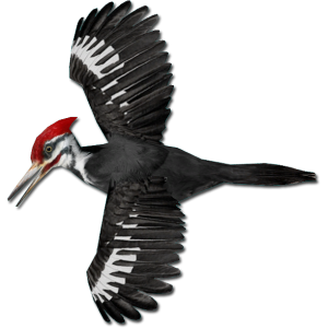 Woodpecker PNG