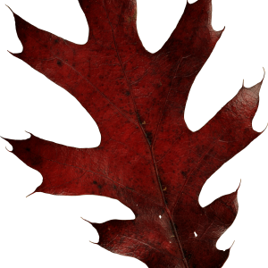 autumn PNG leaf