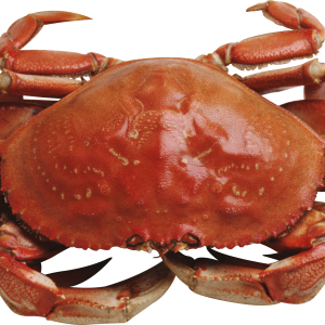 Crab PNG