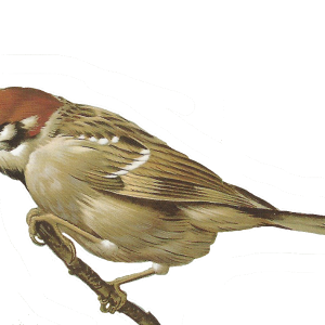 Sparrow PNG