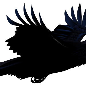 Raven PNG