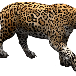Jaguar PNG