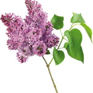 Lilac PNG