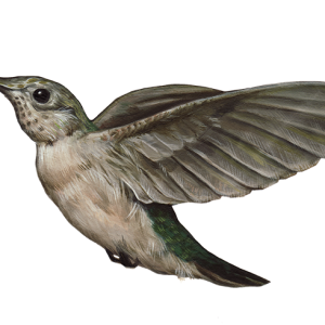 Hummingbird PNG