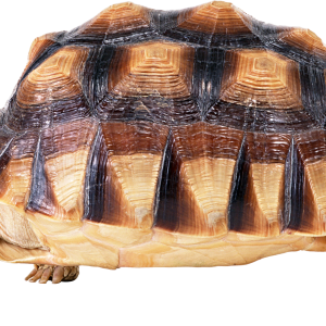 Turtle PNG
