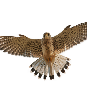 Falcon PNG