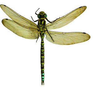 Dragonfly PNG
