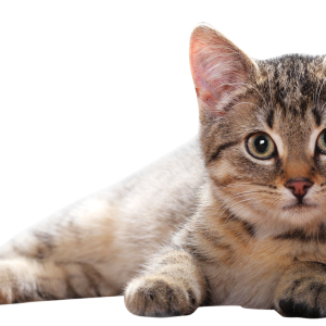 Laying kitten PNG