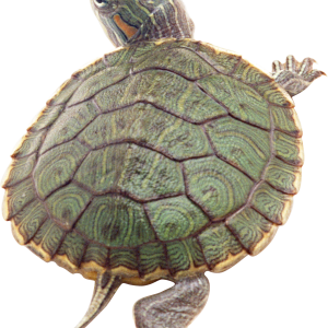 Turtle PNG