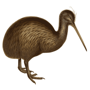 Kiwi bird PNG