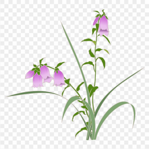 Bellflower PNG
