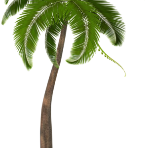 Palm tree PNG
