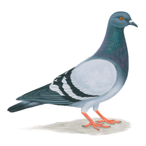 Pigeon PNG