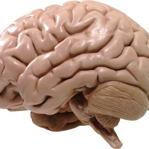 Brain PNG