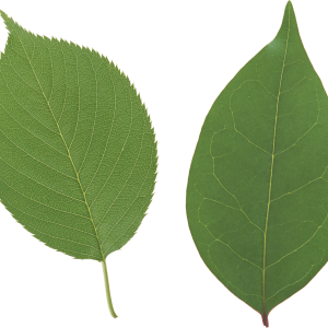 Green leaf PNG
