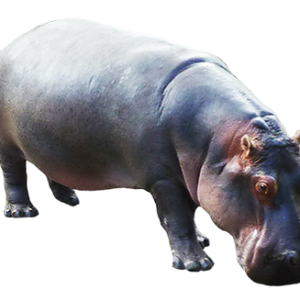 Hippo PNG