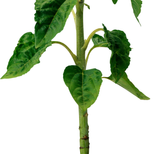 Sunflower PNG