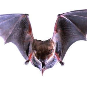 Bat PNG