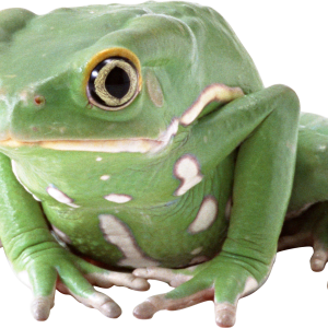 Frog PNG